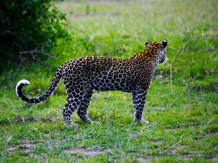 20 Days Magical Uganda safari, chimpanzee & gorilla trekking encounter