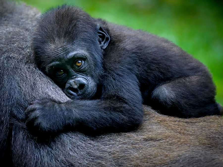 baby-gorilla-in-bwindi