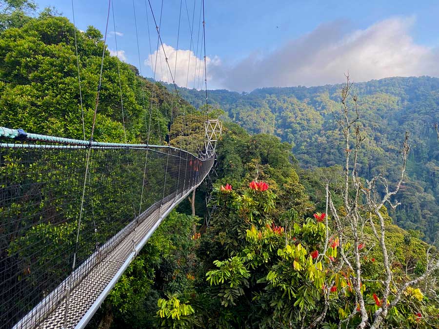 canopy-walk-trail-in-nyungwe-forest-national-park