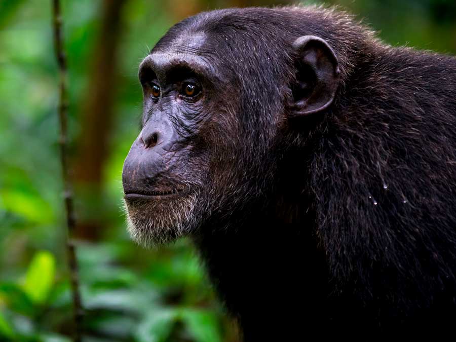 chimpanzee-in-kibale-forests-national-park