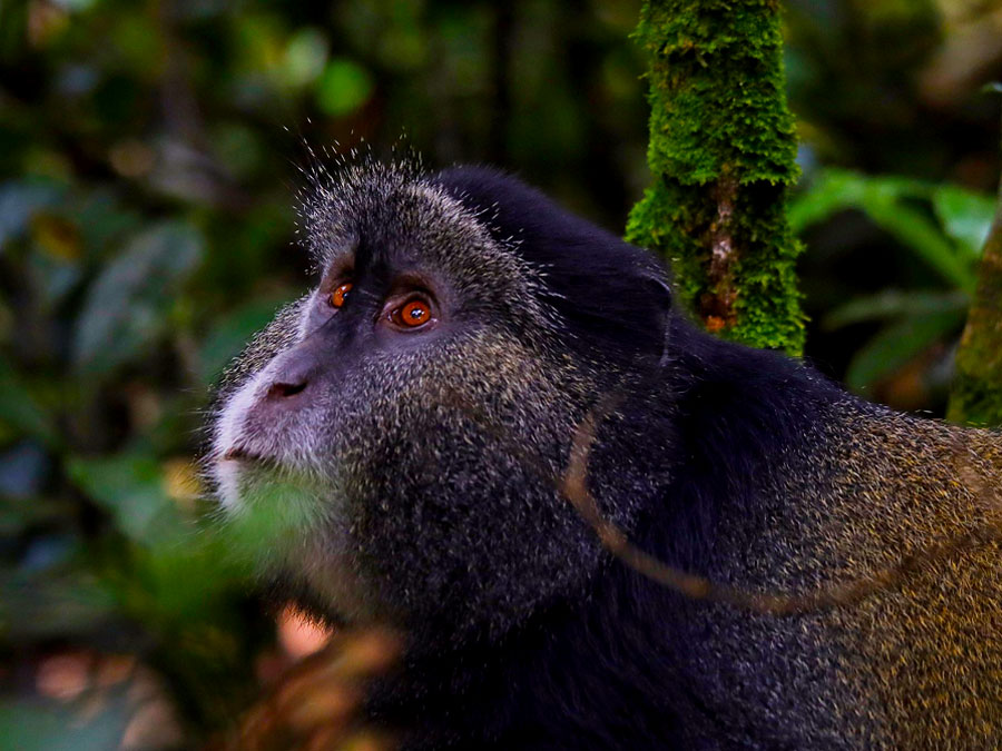 golden-monkey-in-mgahinga-national-park